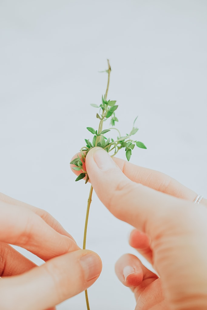 fingers holding fresh thyme