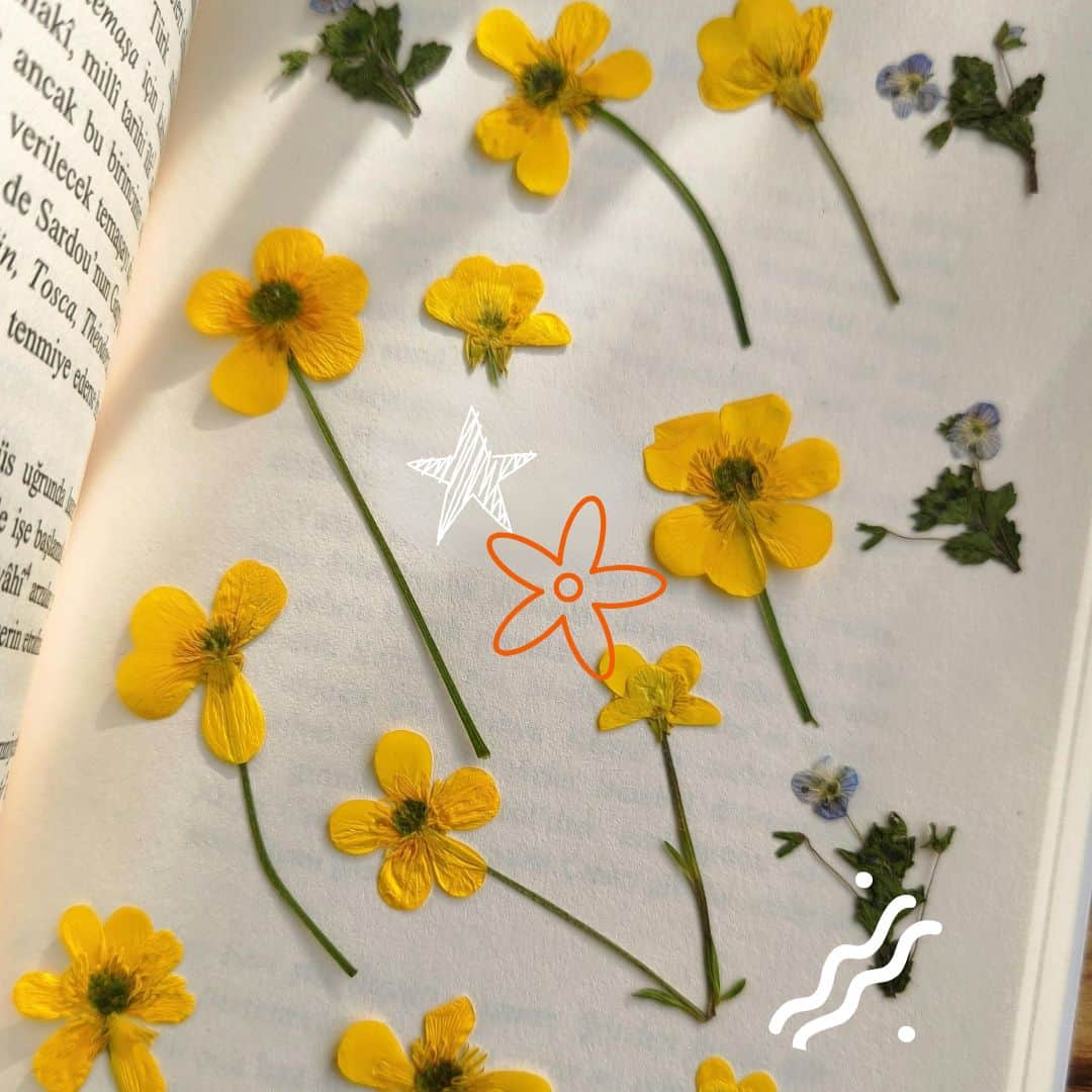 pressed yellow flowers on a book